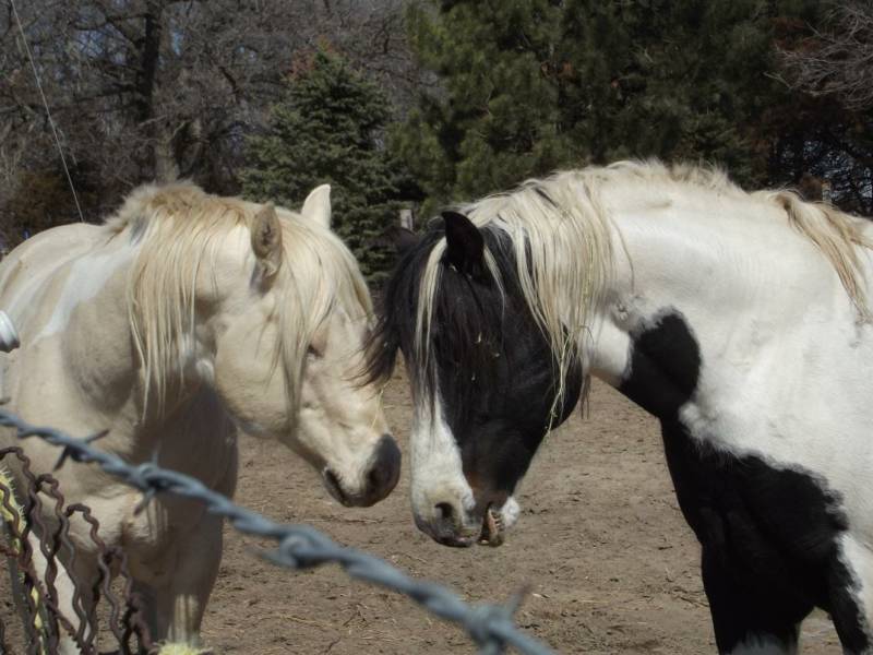 JJ Paints & Quarters Plainview, NE